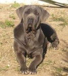 Flika - Mâtin Napolitain (7 ans)