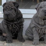 Ted y Cloe - Mâtin Napolitain (7 mois)