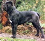 sam'e - Mâtin Napolitain Mâle (5 ans)