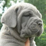 soli - Mâtin Napolitain Mâle (4 mois)