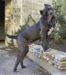 Mâtin Napolitain - Mâtin Napolitain