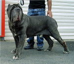 Photo Mâtin Napolitain