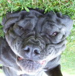 matin de naples tania - Mâtin Napolitain