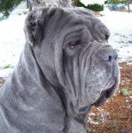 matin de naples tania - Mâtin Napolitain