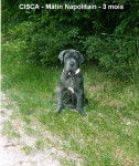 MATIN DE NAPLES - CISCA - Mâtin Napolitain