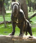 Matin de Naples - Mâtin Napolitain