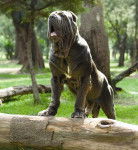 matin de naples - Mâtin Napolitain