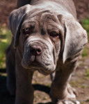 matin de naples cerbere - Mâtin Napolitain