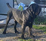 NEUTRON - Mâtin Napolitain Mâle (1 an et 10 mois)