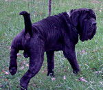 NEUTRON - Mâtin Napolitain Mâle (1 an et 10 mois)