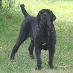 NEUTRON - Mâtin Napolitain Mâle (1 an et 10 mois)