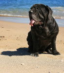 Photo Mâtin Napolitain