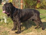 Drako - Mâtin Napolitain Mâle (7 ans)