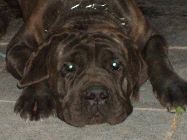 zeky - Mâtin Napolitain Mâle