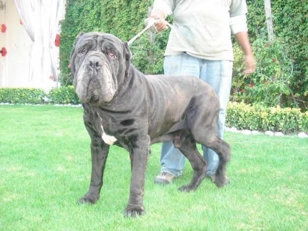 max - Mâtin Napolitain Mâle (11 mois)