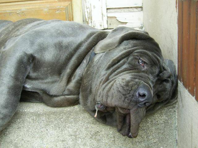 VIRGO DES CHTIFRIPPES MATIN DE NAPLES - Mâtin Napolitain