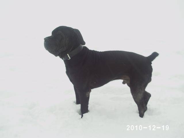 escobar matin de naples - Mâtin Napolitain