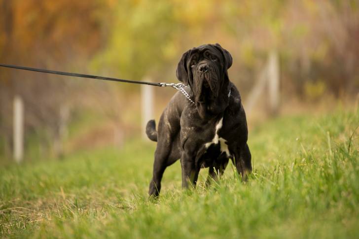 Photo Mâtin Napolitain