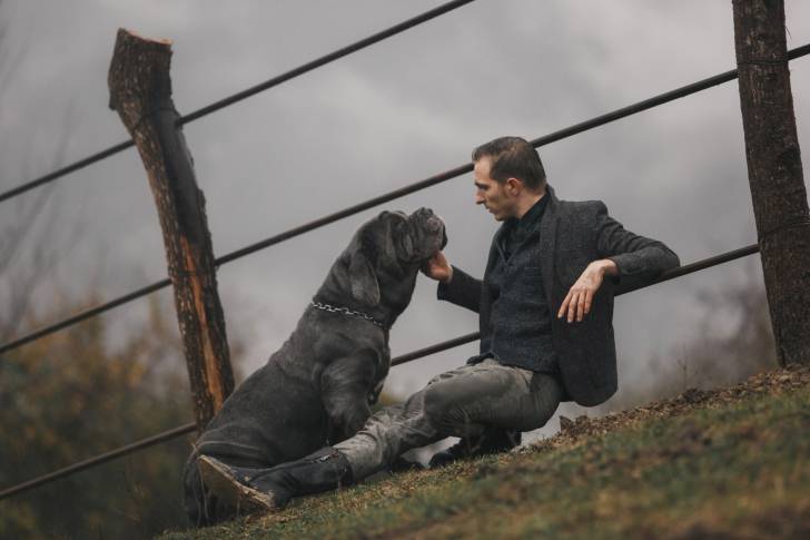 Photo Mâtin Napolitain