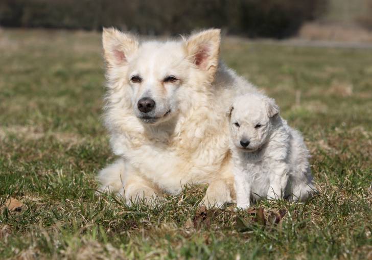 Un chien Mudi blanc et son petit