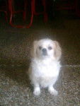 Sasha Agostina - Pékinois (5 ans)