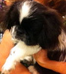 Tobias - Pékinois Mâle (7 mois)