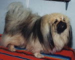 Pékinois - Pékinois