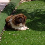 Grimly - Pékinois Mâle (10 ans)