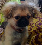 Suzi - Pékinois (3 ans)