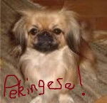 Peggy - Pékinois (1 an)
