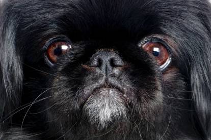 Vue proche du visage et des yeux d'un Pékinois