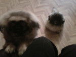 Pebbles (left) Rosy (right) - Pékinois Femelle (6 mois)