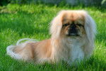 Un Pékinois allongé dans l'herbe d'un jardin
