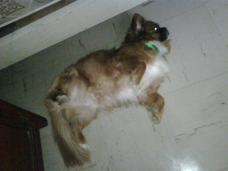 engreido - Pékinois Mâle (9 ans)