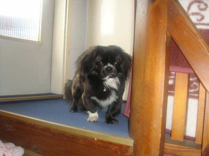 Süti - Pékinois Mâle (2 ans)