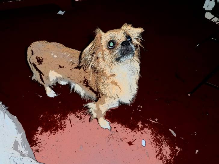 Samii - Pékinois Femelle (7 ans)