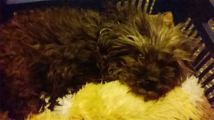 Ani - Pékinois Femelle