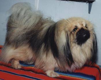 Pékinois - Pékinois