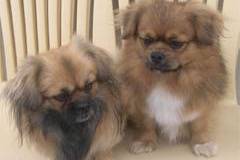 Jazzy à droite - Pékinois Mâle (7 mois)