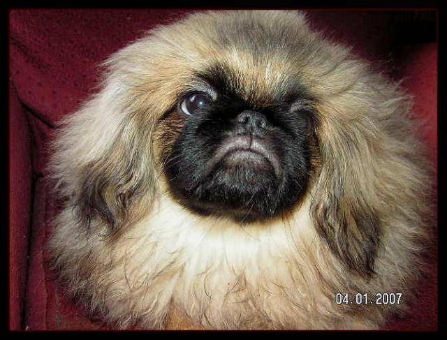 Bergame pékinois - Pékinois