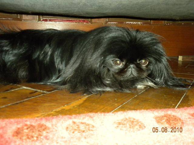 pékinoise ELYSE - Pékinois