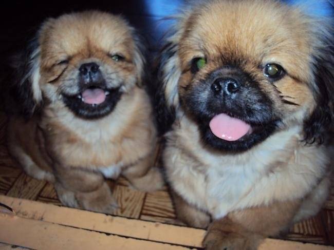 Kappa et Samy - Pékinois