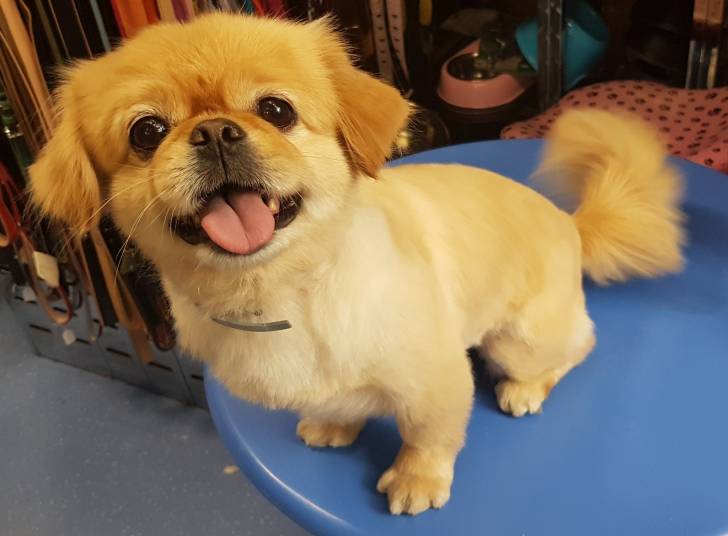 Charlie - Pékinois Mâle (5 ans et 9 mois)