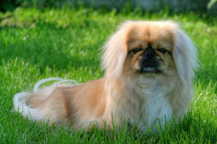 Un Pékinois allongé dans l'herbe d'un jardin