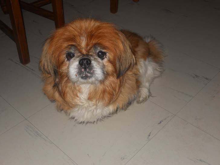 Nina - Pékinois Femelle (13 ans)