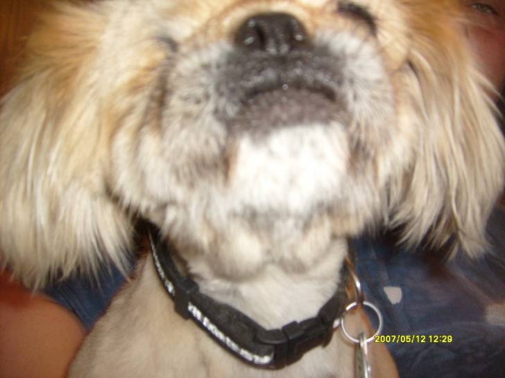 Dexter - Pékinois Mâle (6 ans)