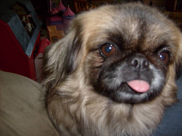 Bugaboo(Deceased) - Pékinois Femelle (5 ans)