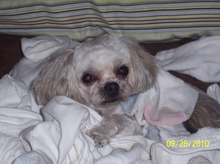 Toby - Pékinois Mâle (7 ans)