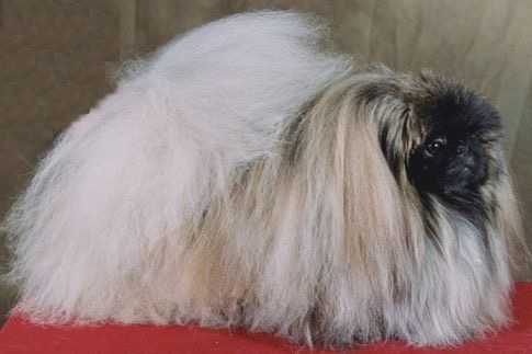 Pékinois - Pékinois