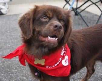 Dolly - Pékinois Femelle (1 an)